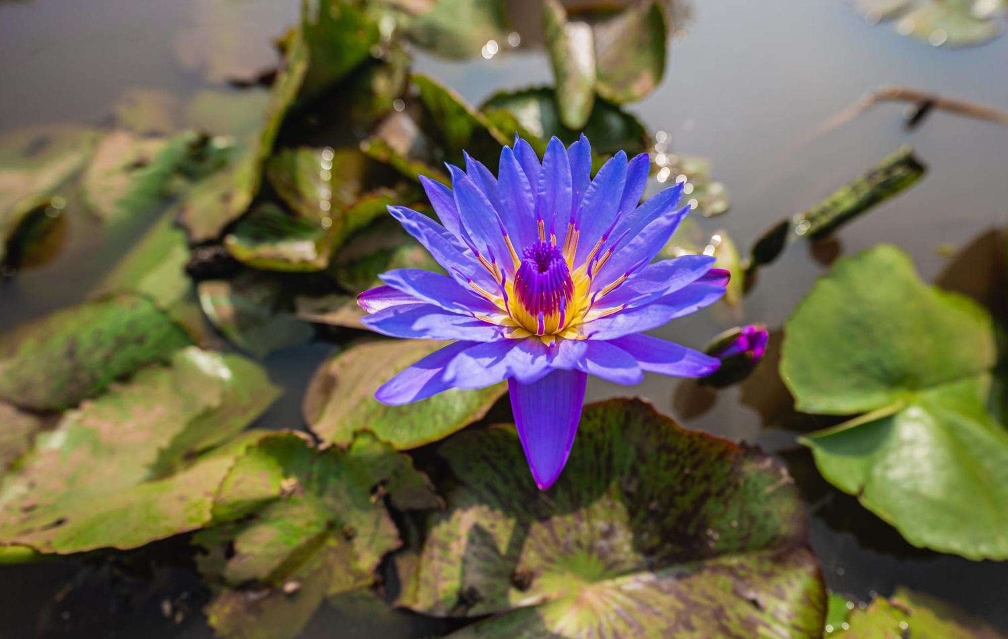 Lotus Leaf Hotel Pali  Ngoại thất bức ảnh